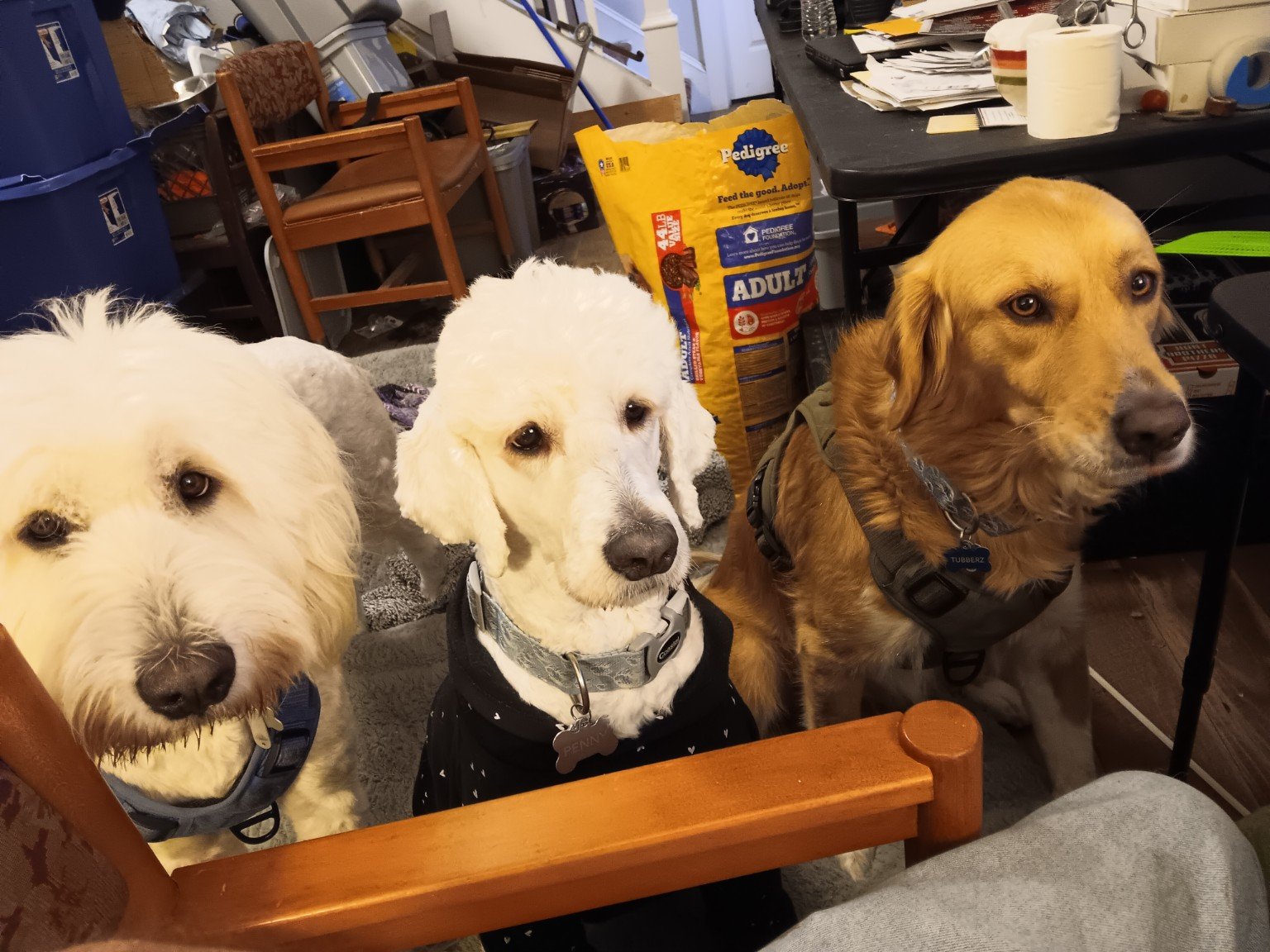 Family Photo- Mom and the Doodz